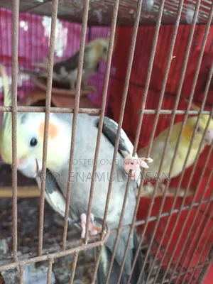 Cockatiel Birds Running Pair and Cage for Sale.