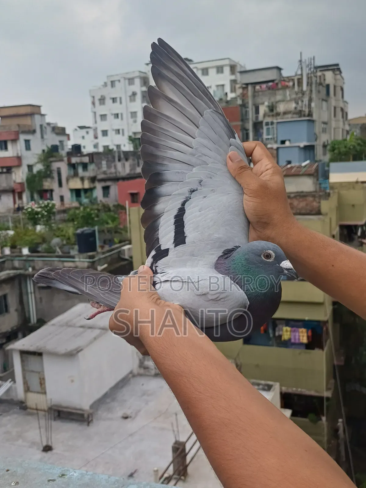 Racing Pigeon (১০ টা রেস করা ব্লু নর)