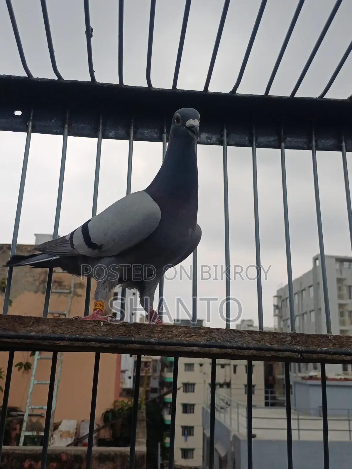 Racing Pigeon (১০ টা রেস করা ব্লু নর)