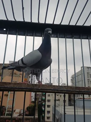 Racing Pigeon (১০ টা রেস করা ব্লু নর)