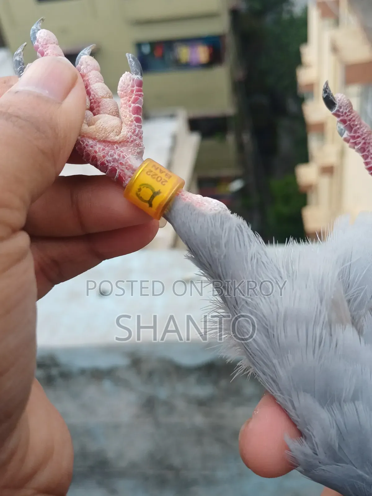 Racing Pigeon (১০ টা রেস করা ব্লু নর)