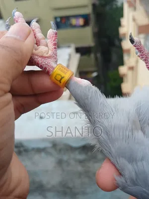 Racing Pigeon (১০ টা রেস করা ব্লু নর)