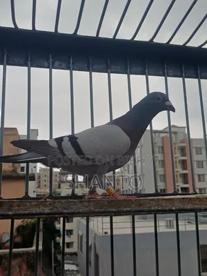 Racing Pigeon (১০ টা রেস করা ব্লু নর)