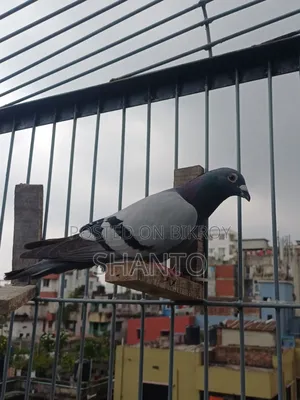 Racing Pigeon (১০ টা রেস করা ব্লু নর)