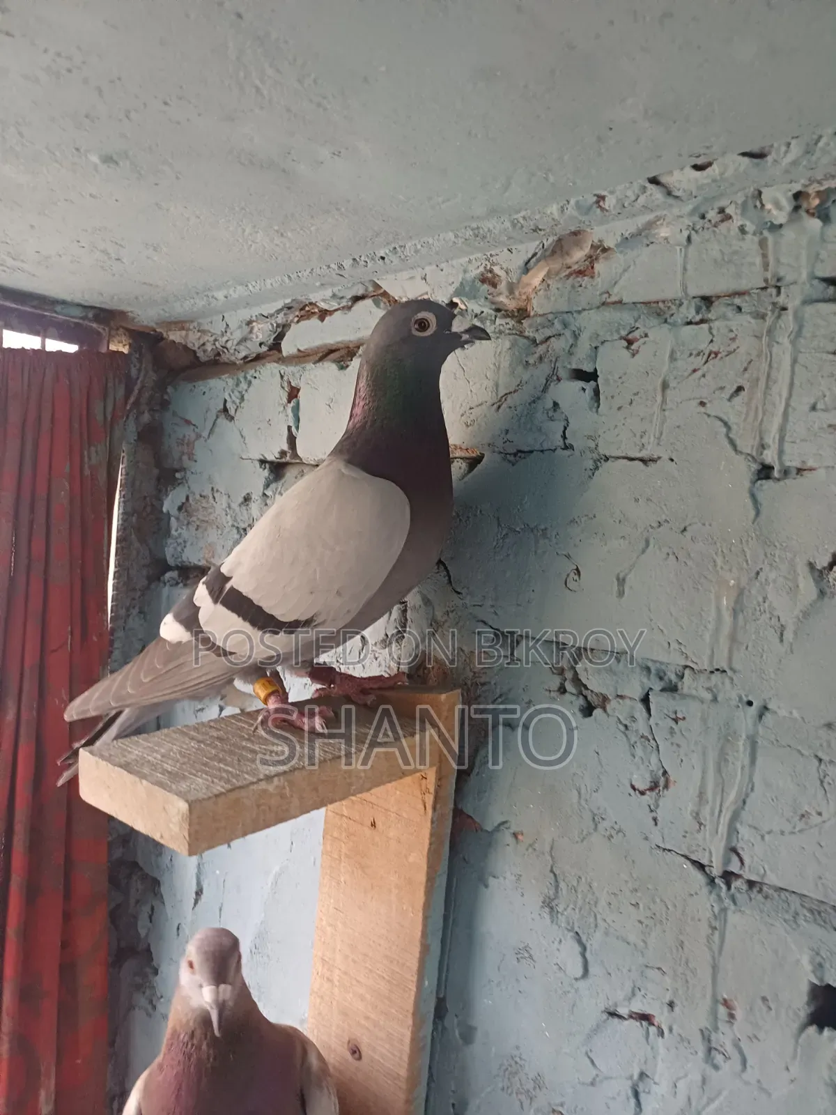 Racing Pigeon (১০ টা রেস করা ব্লু নর)