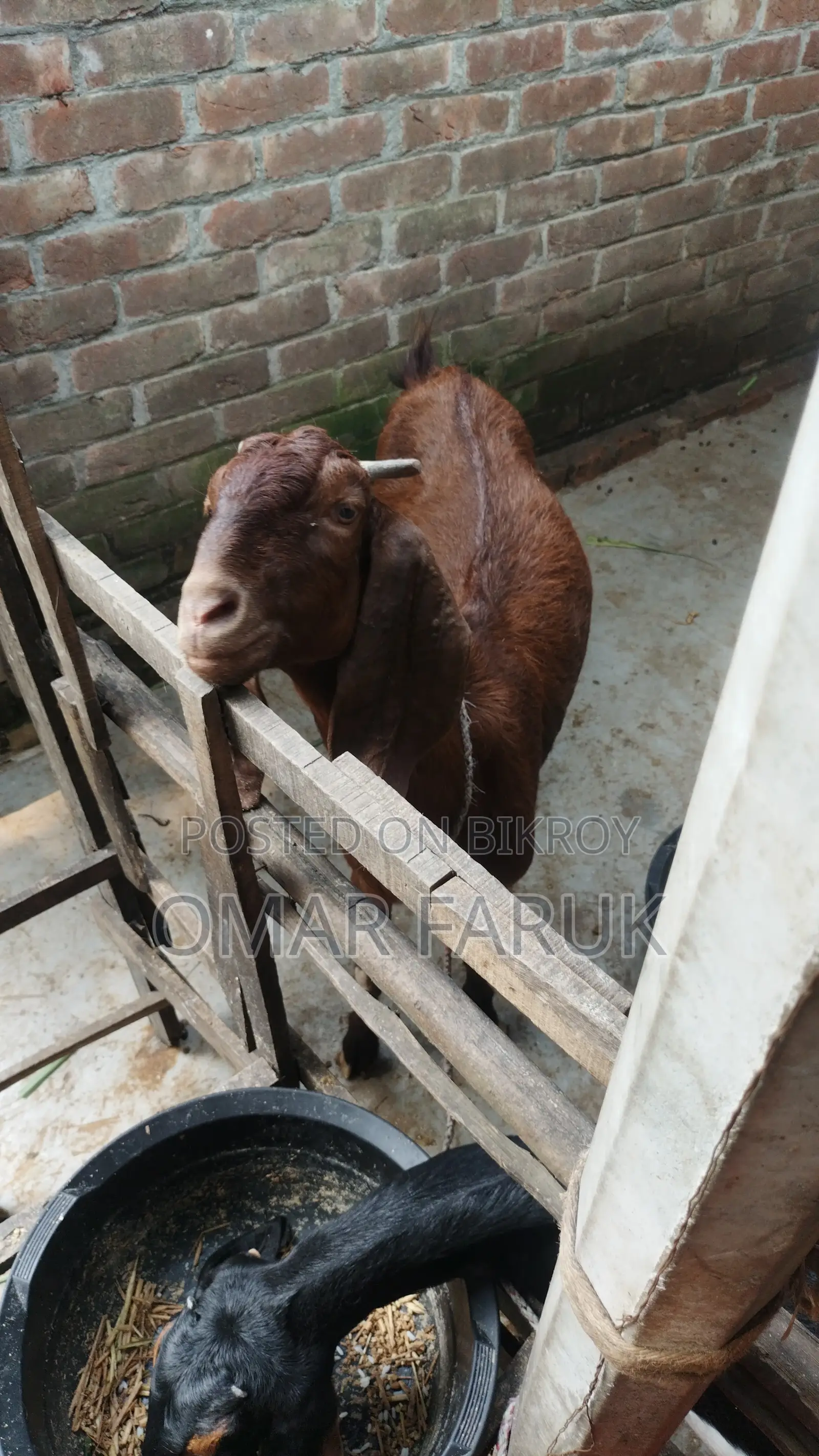 Goat for sale (with kid)