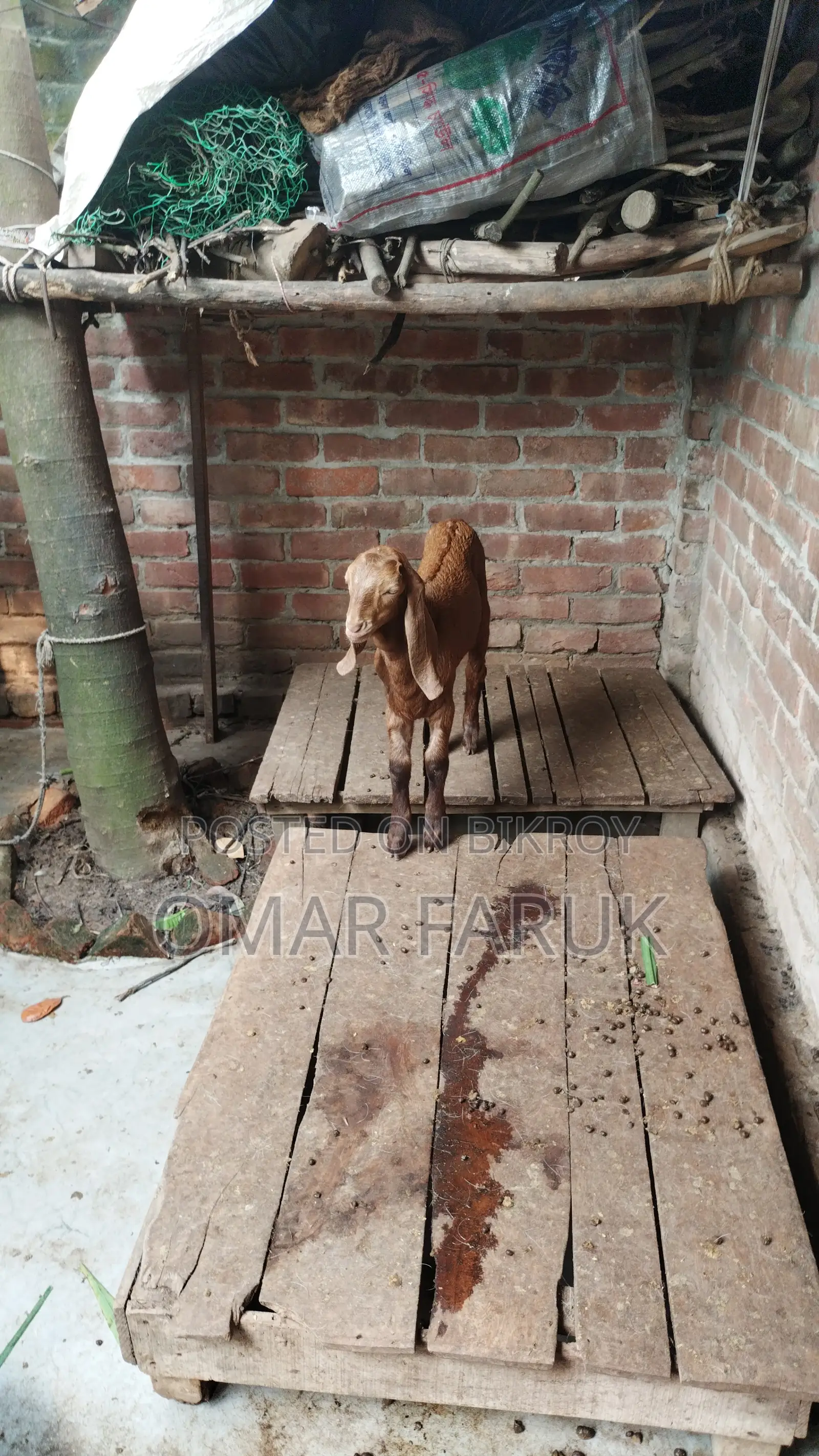 Goat for sale (with kid)