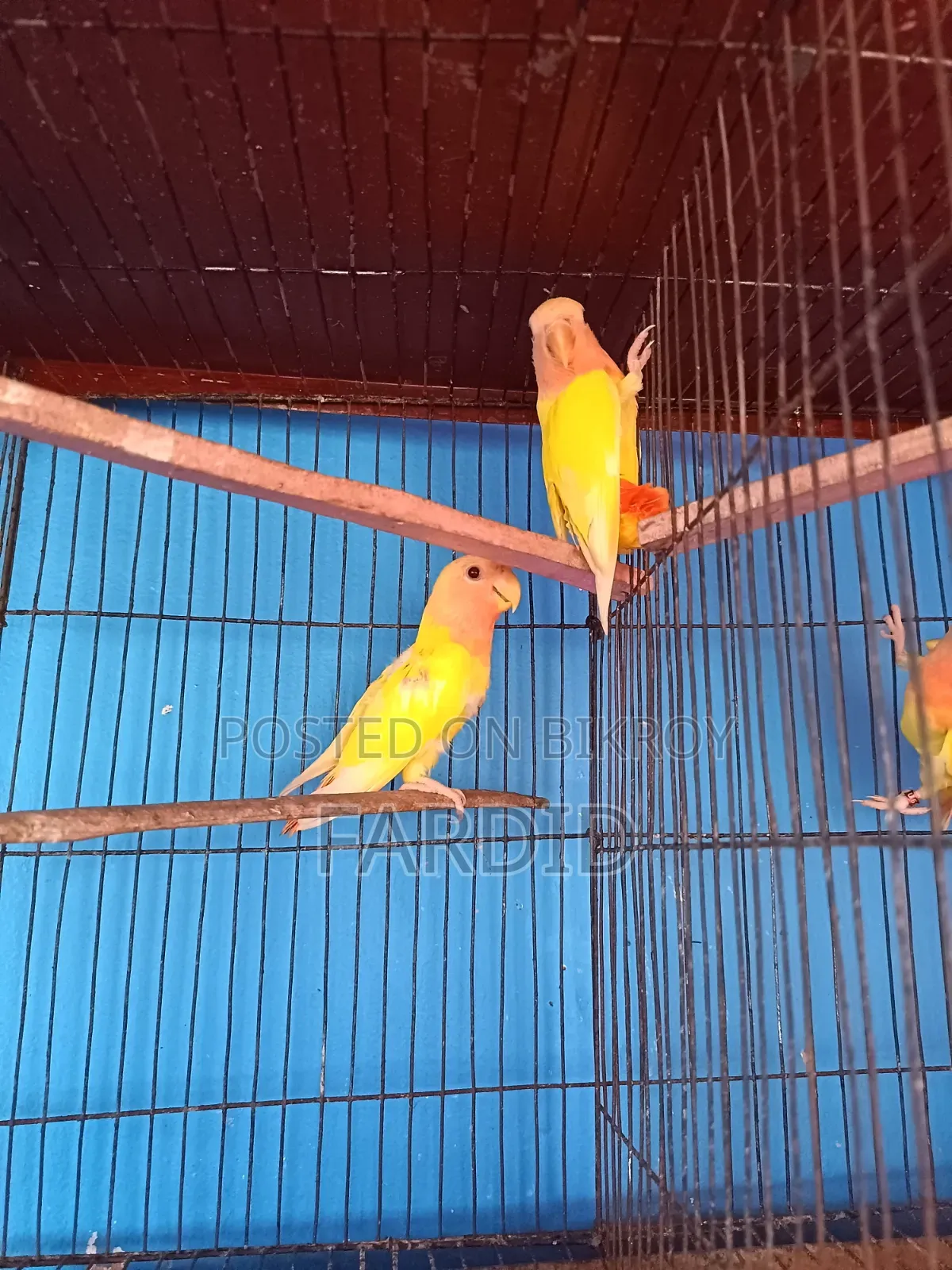 রেড হেড লুটিনো ওপালিন পেয়ার