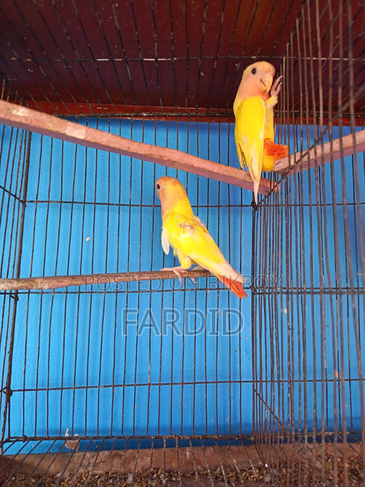 রেড হেড লুটিনো ওপালিন পেয়ার