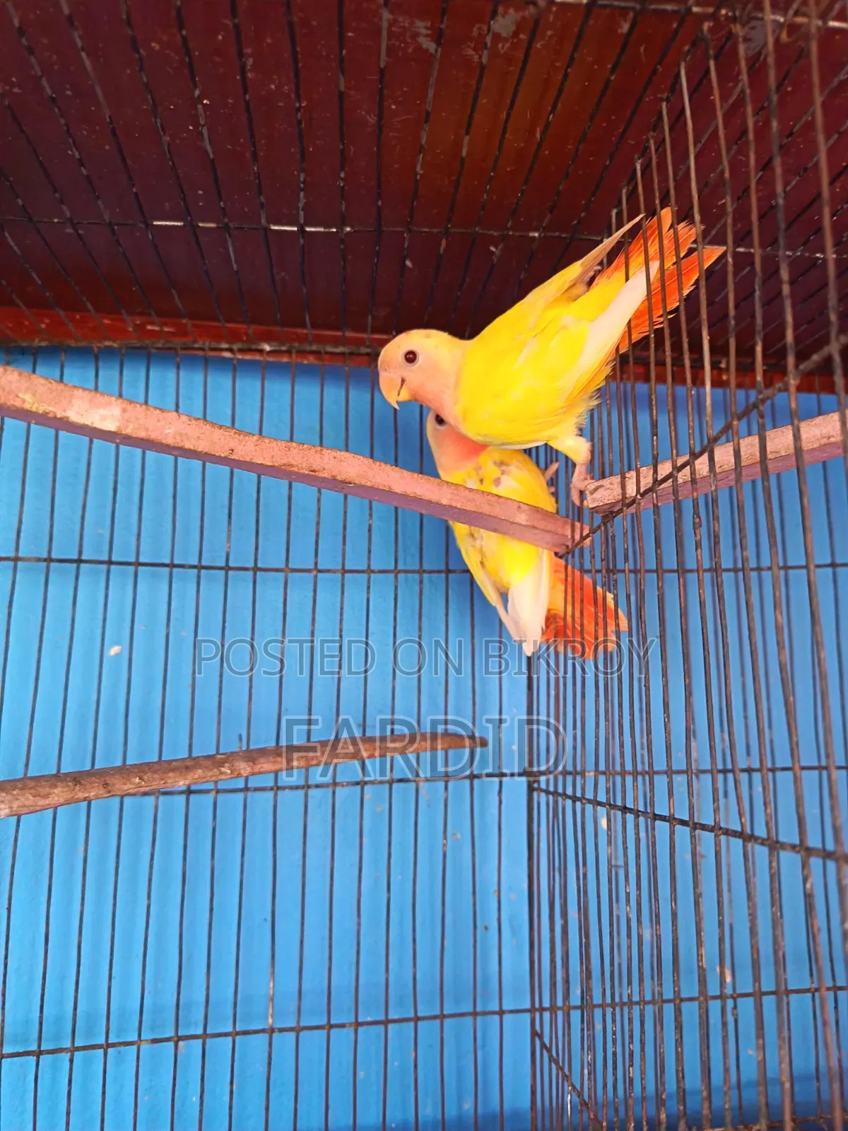 রেড হেড লুটিনো ওপালিন পেয়ার