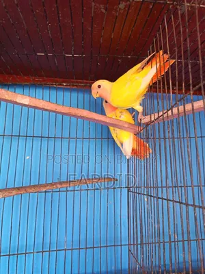 রেড হেড লুটিনো ওপালিন পেয়ার