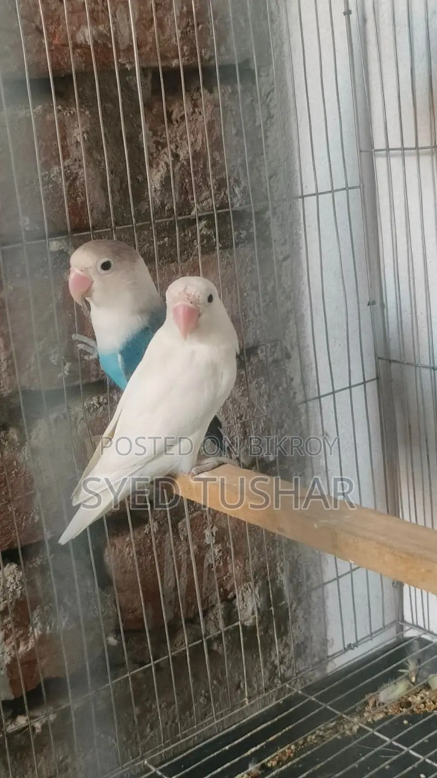 Love Bird ( Turquoise Blue Dark-Eyed White )