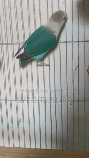 Love Bird ( Turquoise Blue Dark-Eyed White )