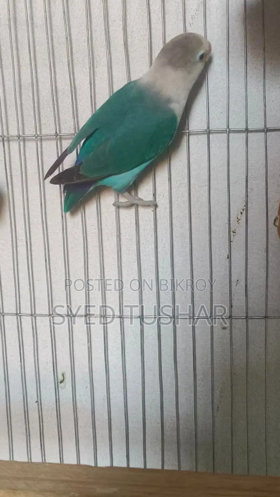 Love Bird ( Turquoise Blue Dark-Eyed White )