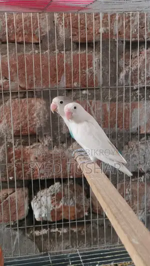 Love Bird ( Turquoise Blue Dark-Eyed White )