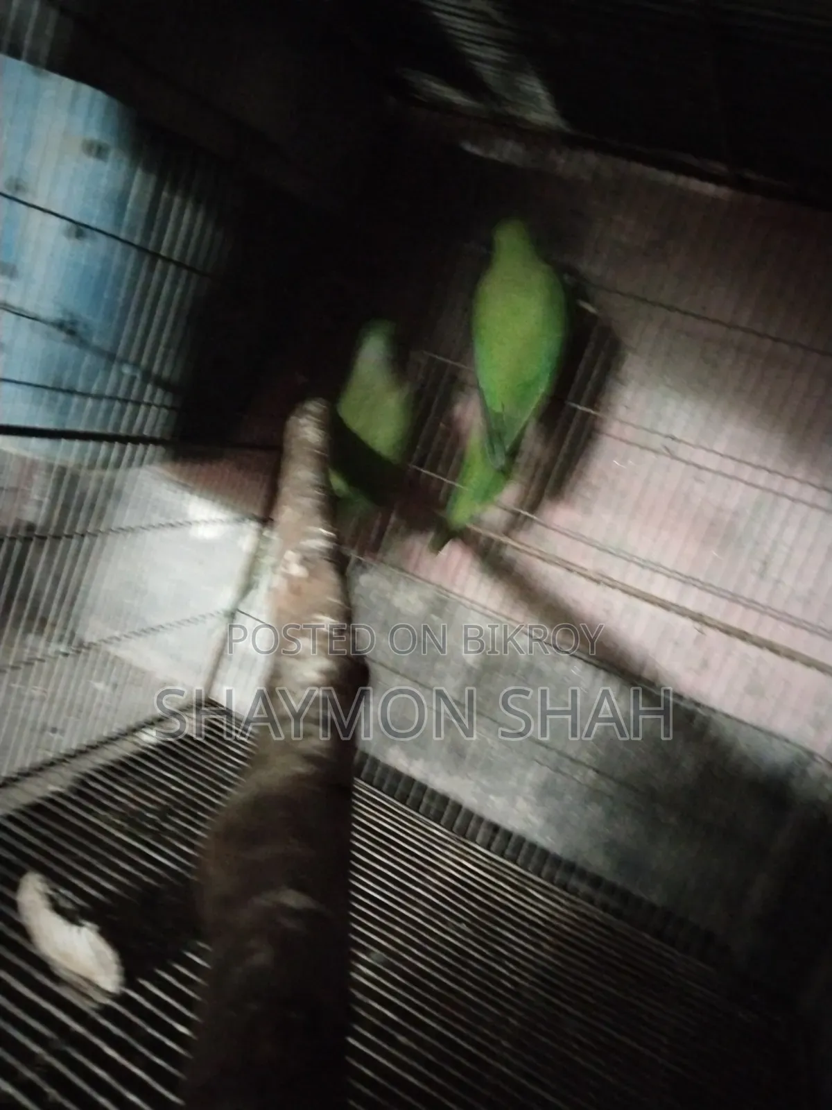Master Breeding Pair of Parrots for Sale