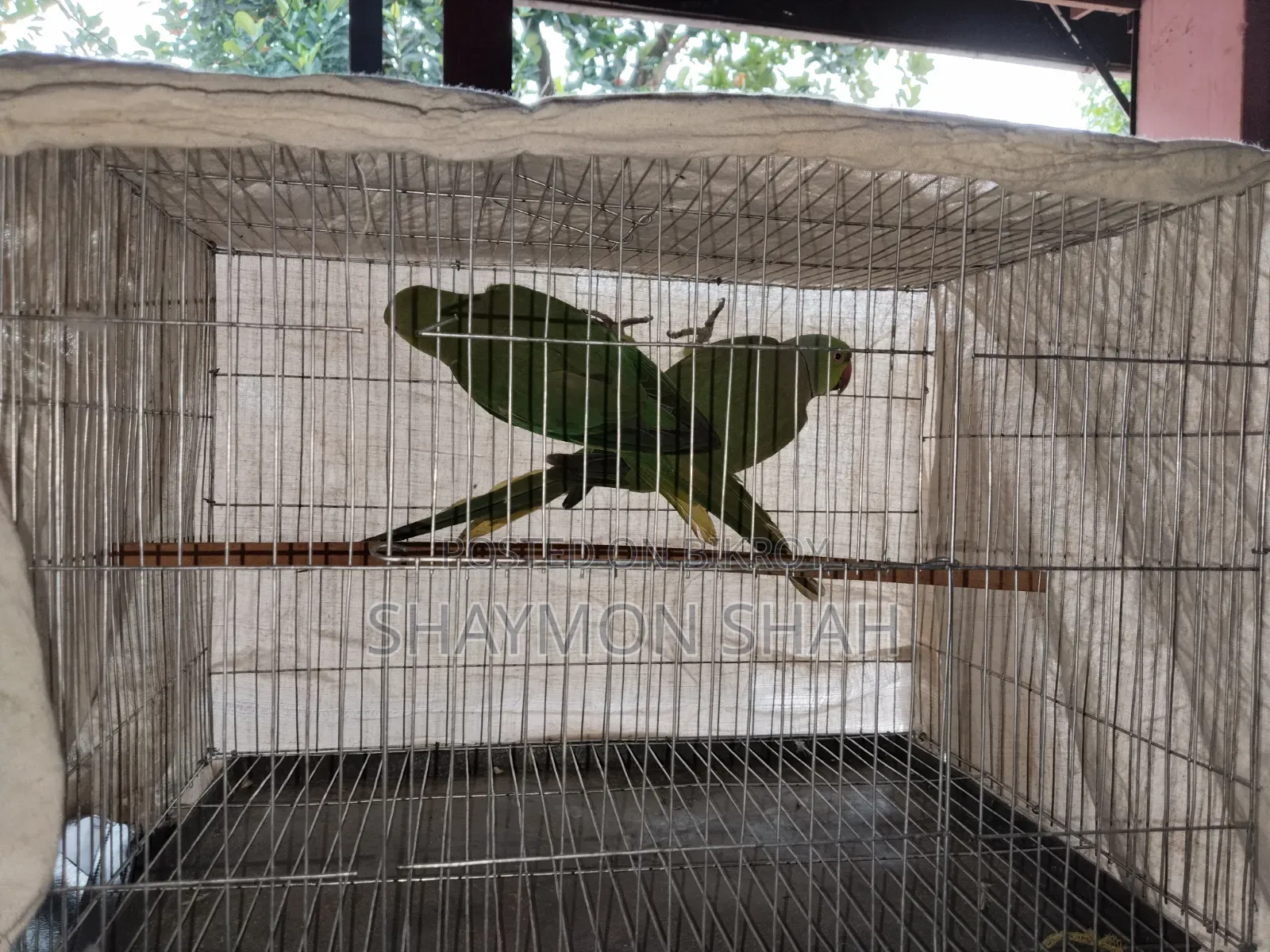 Master Breeding Pair of Parrots for Sale