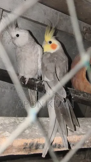 Cockatiel Bird