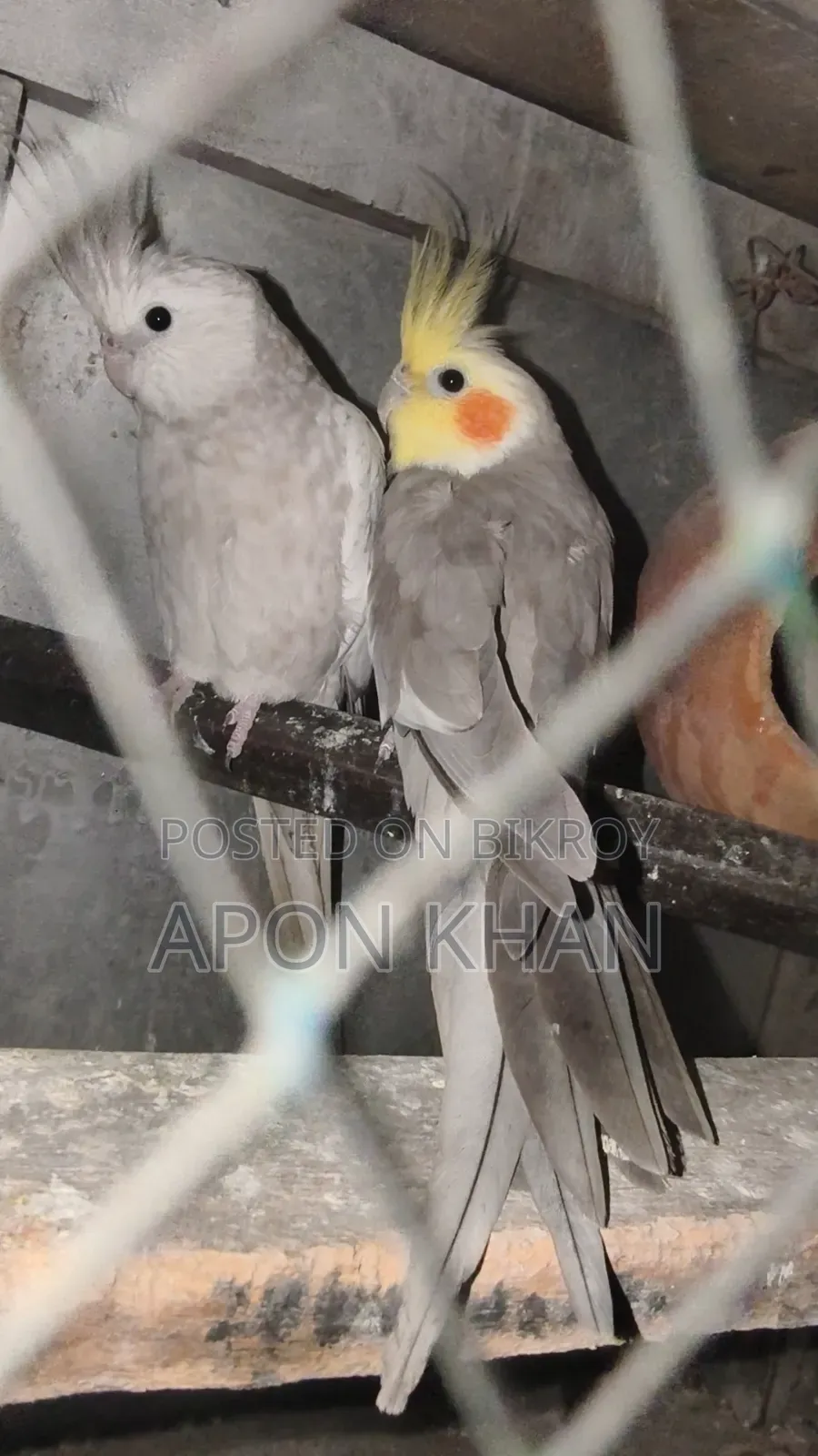 Cockatiel Bird