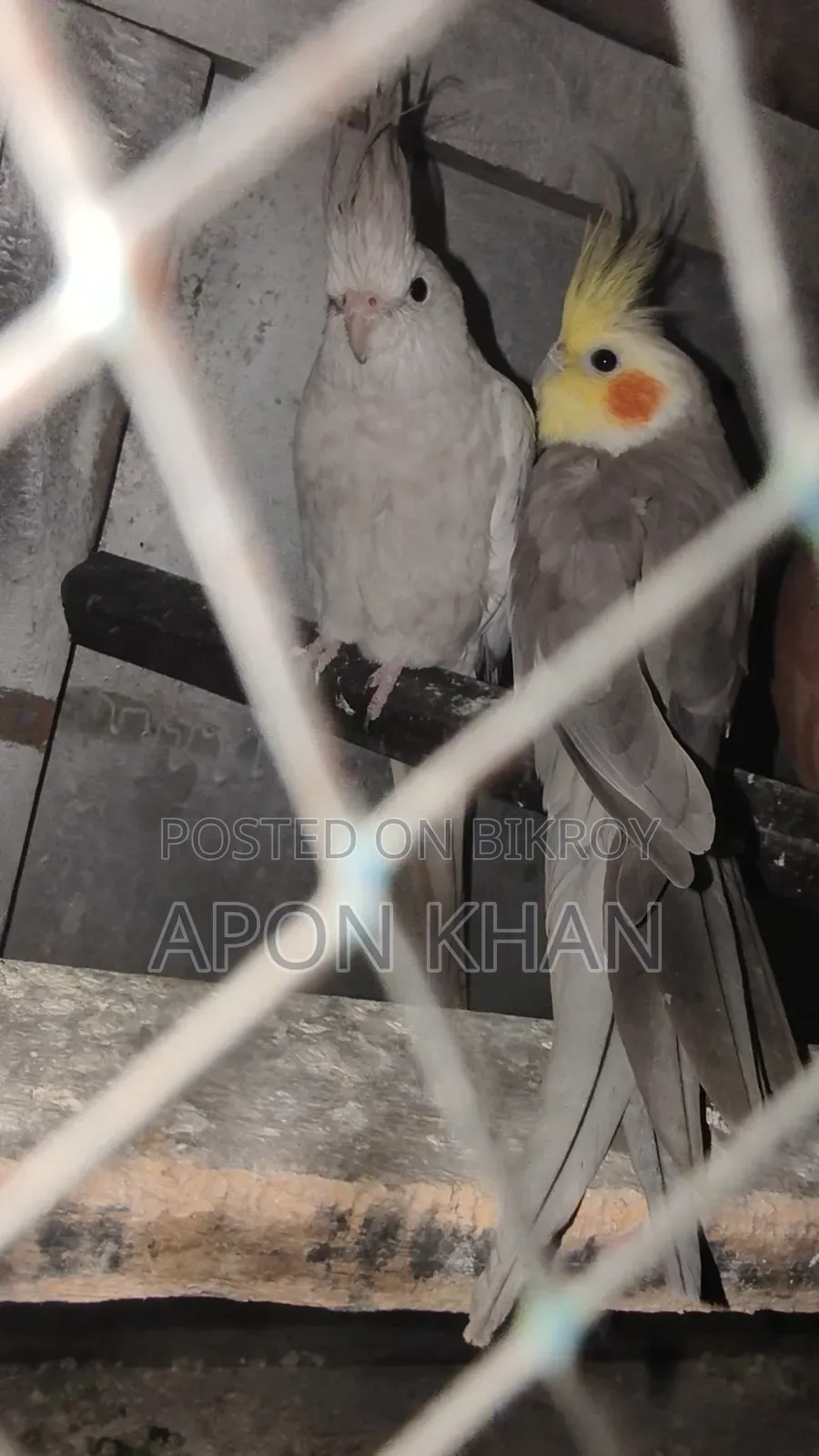 Cockatiel Bird