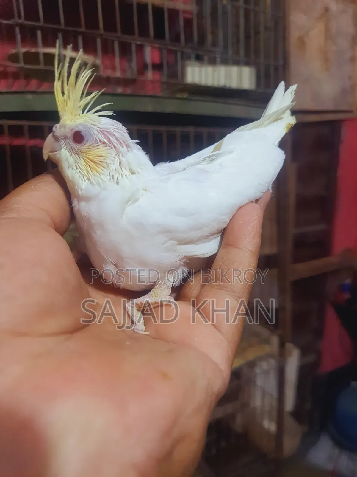Cockatiel Baby Cream Face