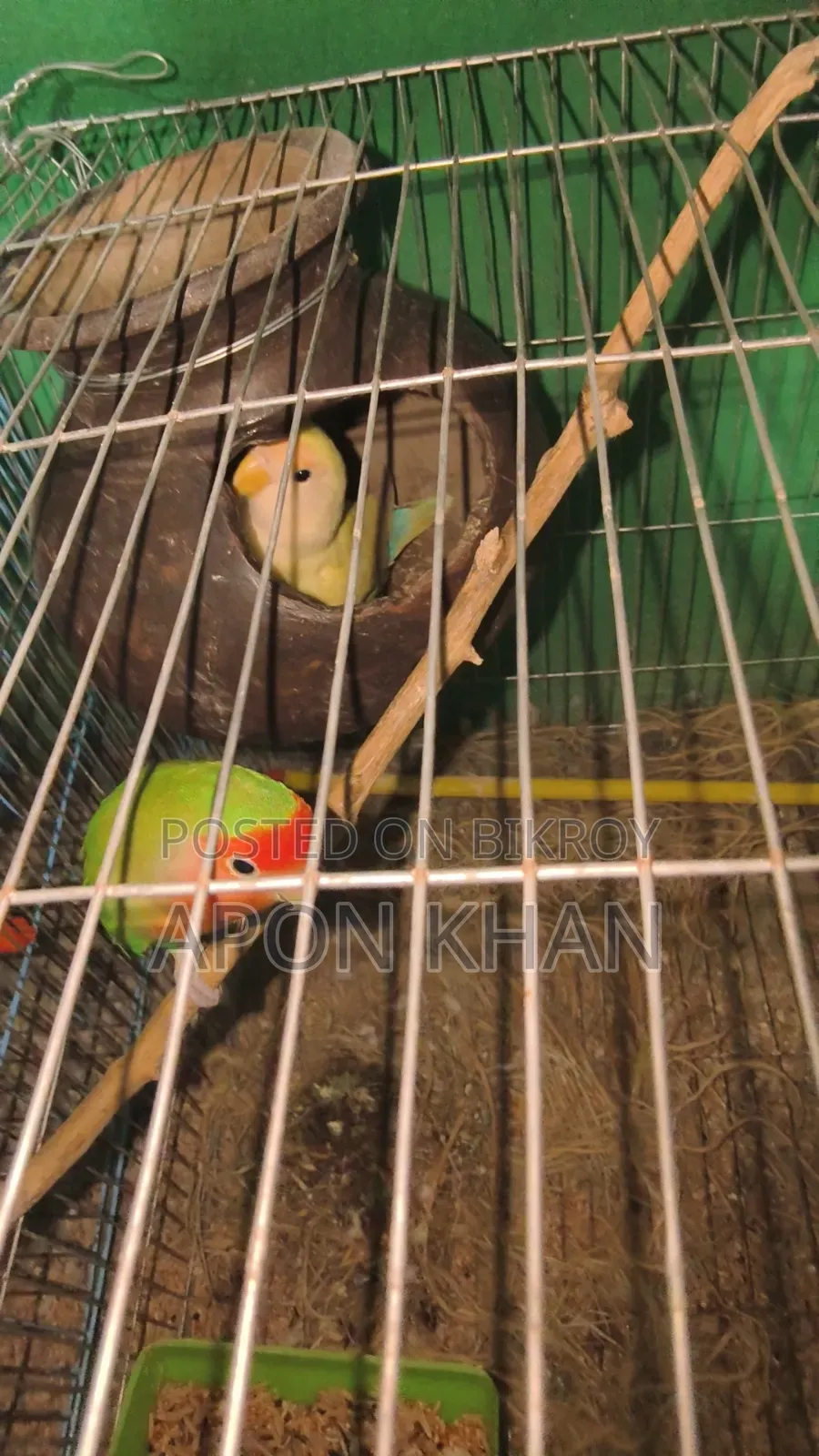 Love Bird Raning