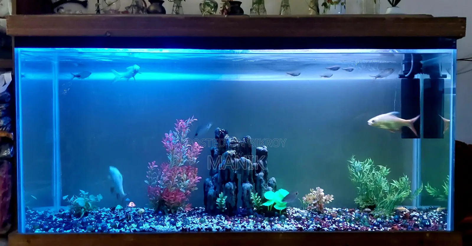Aquarium With Fish - 5 Feet Big