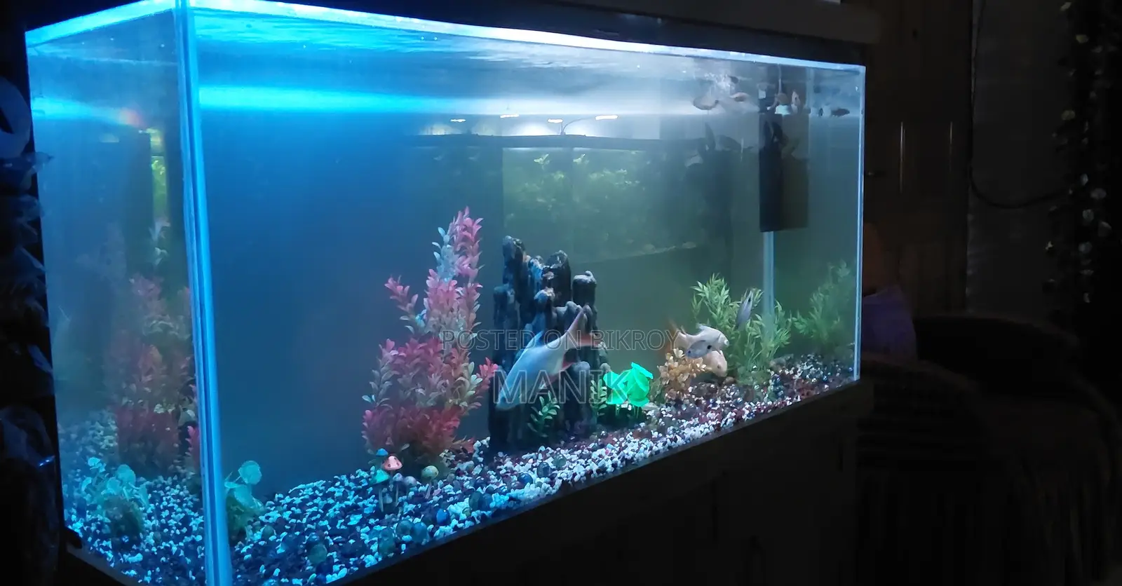 Aquarium With Fish - 5 Feet Big