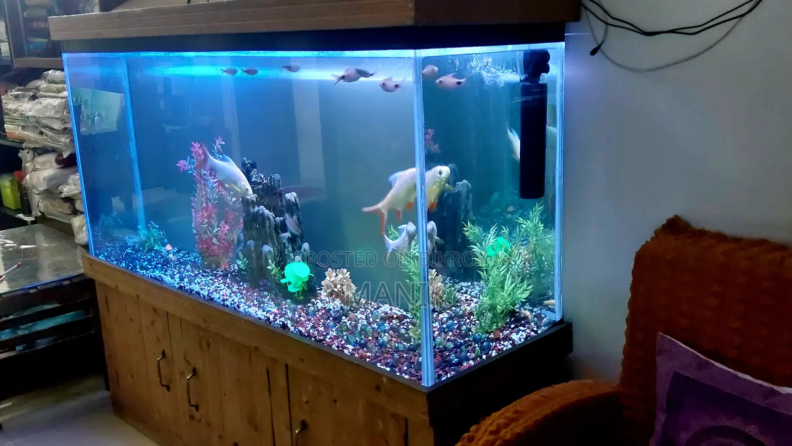 Aquarium With Fish - 5 Feet Big