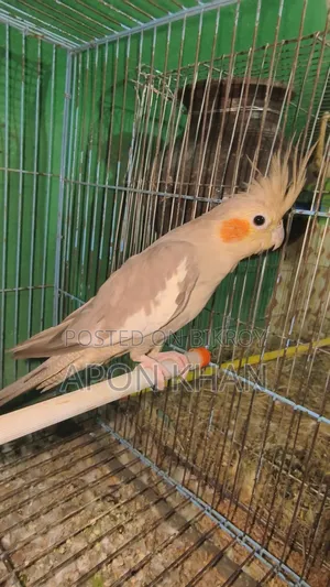 Cockatiel Bird