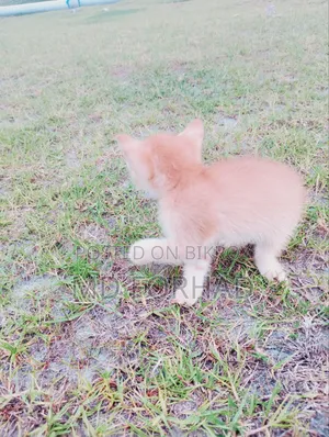 1-3 months Female Purebred Mongrel (No Breed)