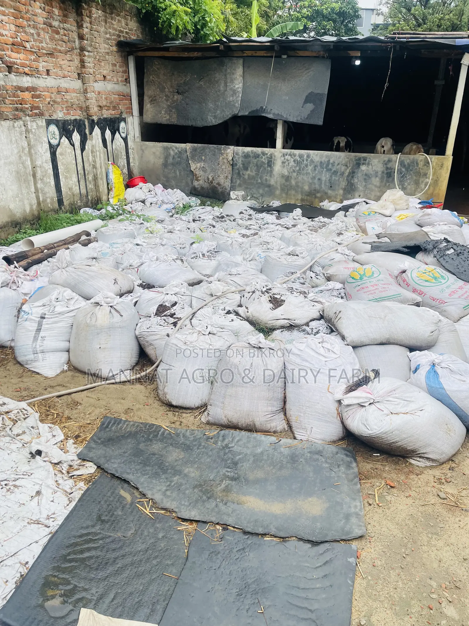 Cow dung for fertilizer