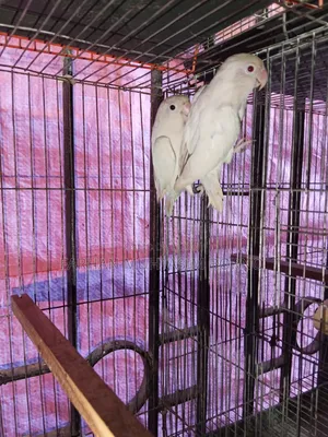 এলবিনো লাভ বার্ড ১ জোড়া