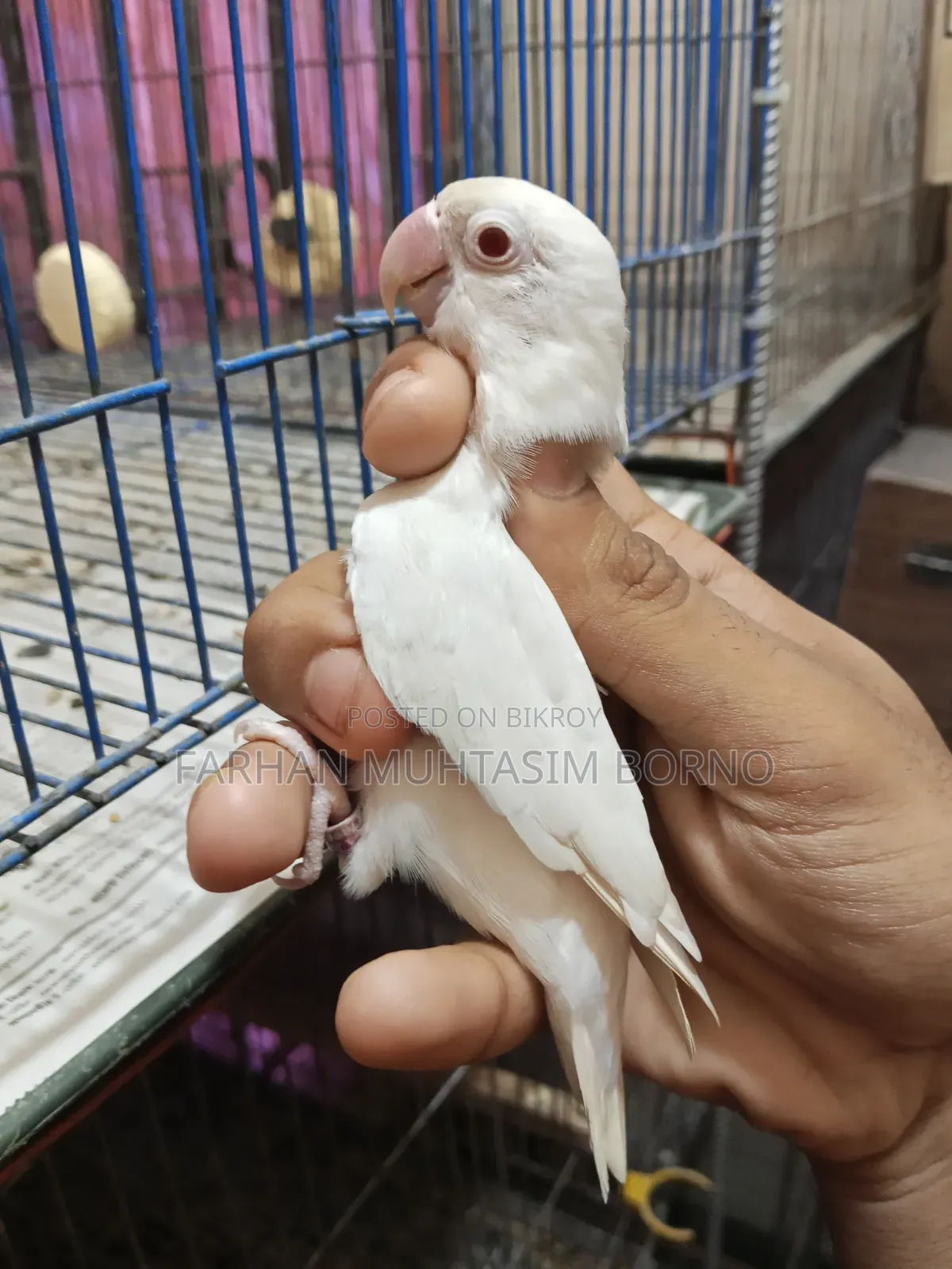 এলবিনো লাভ বার্ড ১ জোড়া