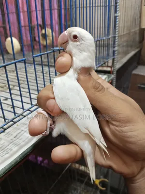 এলবিনো লাভ বার্ড ১ জোড়া