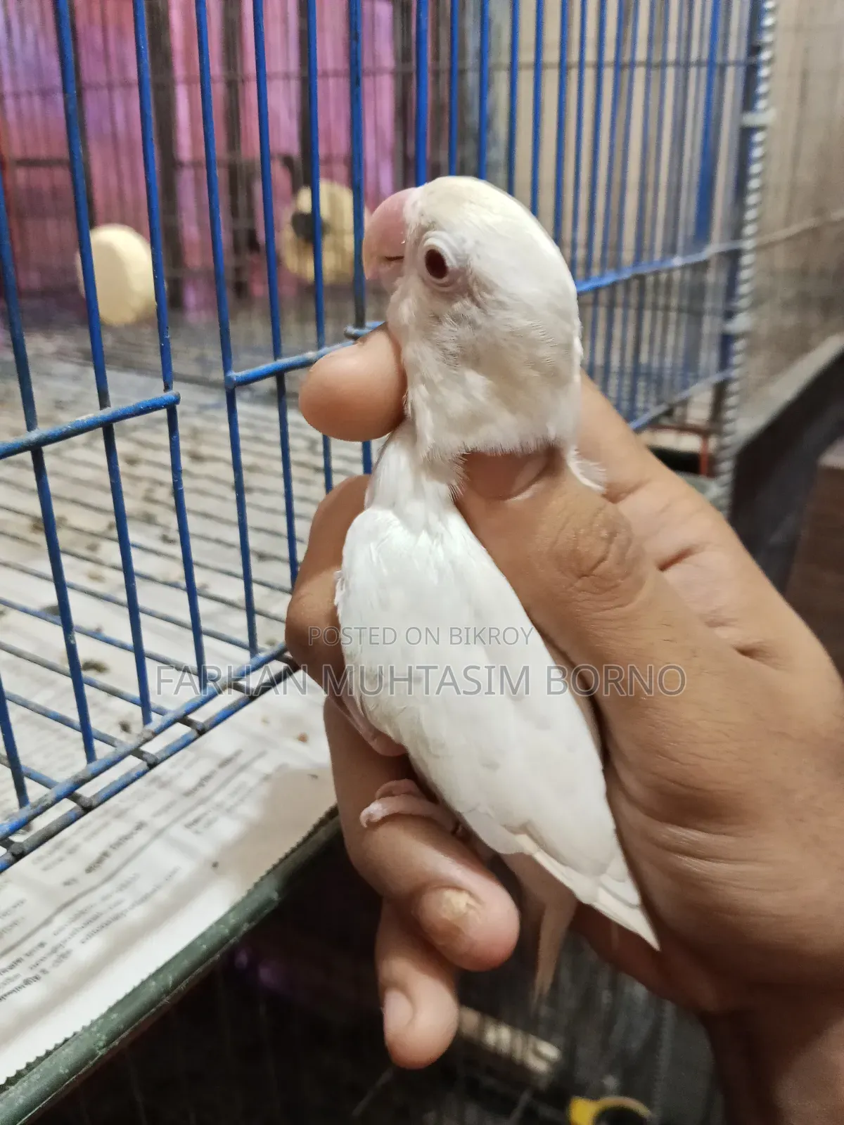 এলবিনো লাভ বার্ড ১ জোড়া
