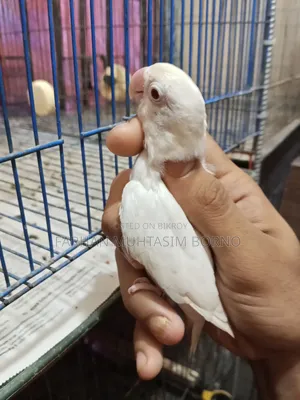এলবিনো লাভ বার্ড ১ জোড়া