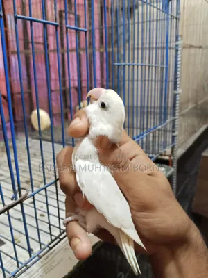 এলবিনো লাভ বার্ড ১ জোড়া