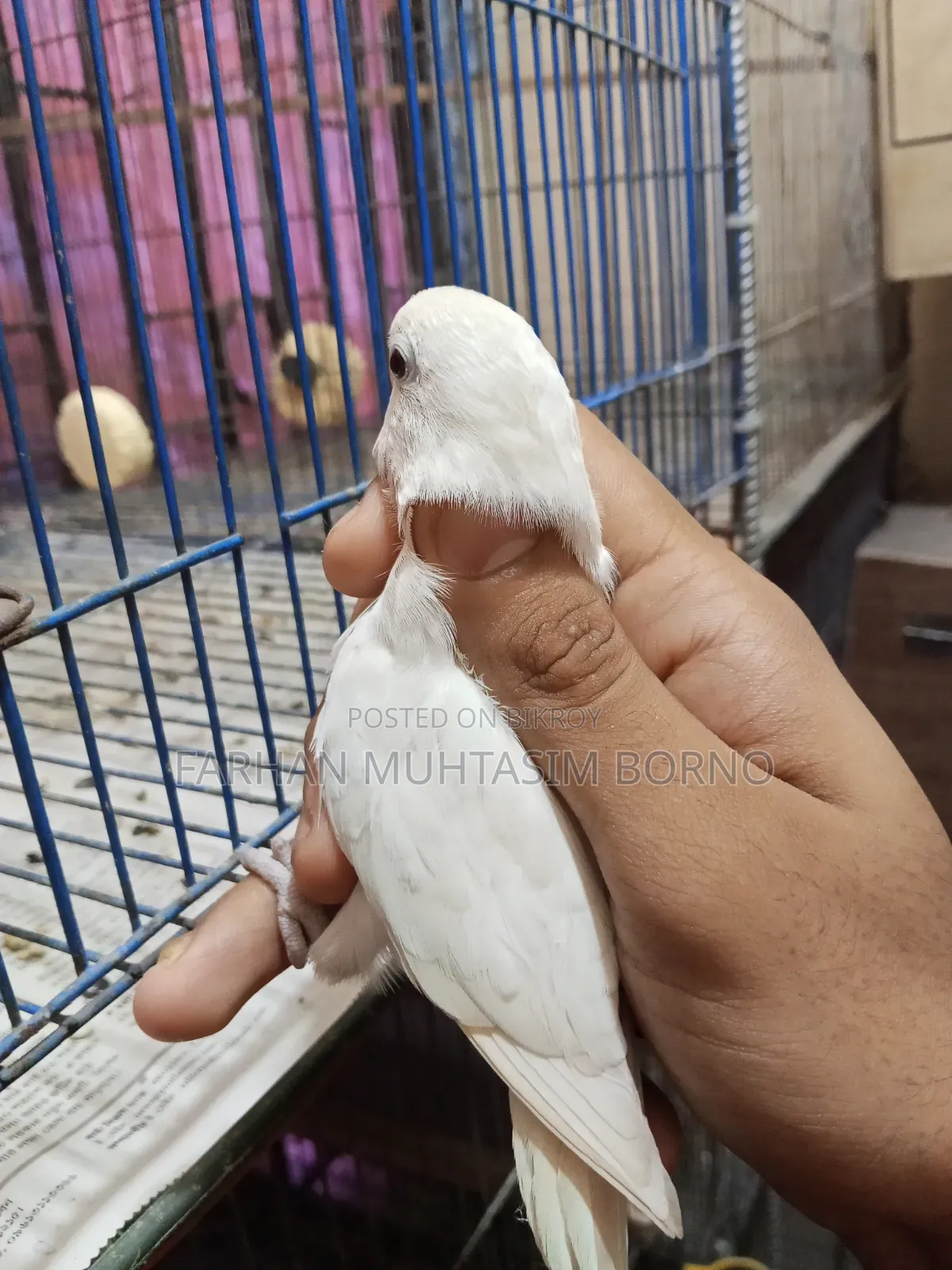 এলবিনো লাভ বার্ড ১ জোড়া