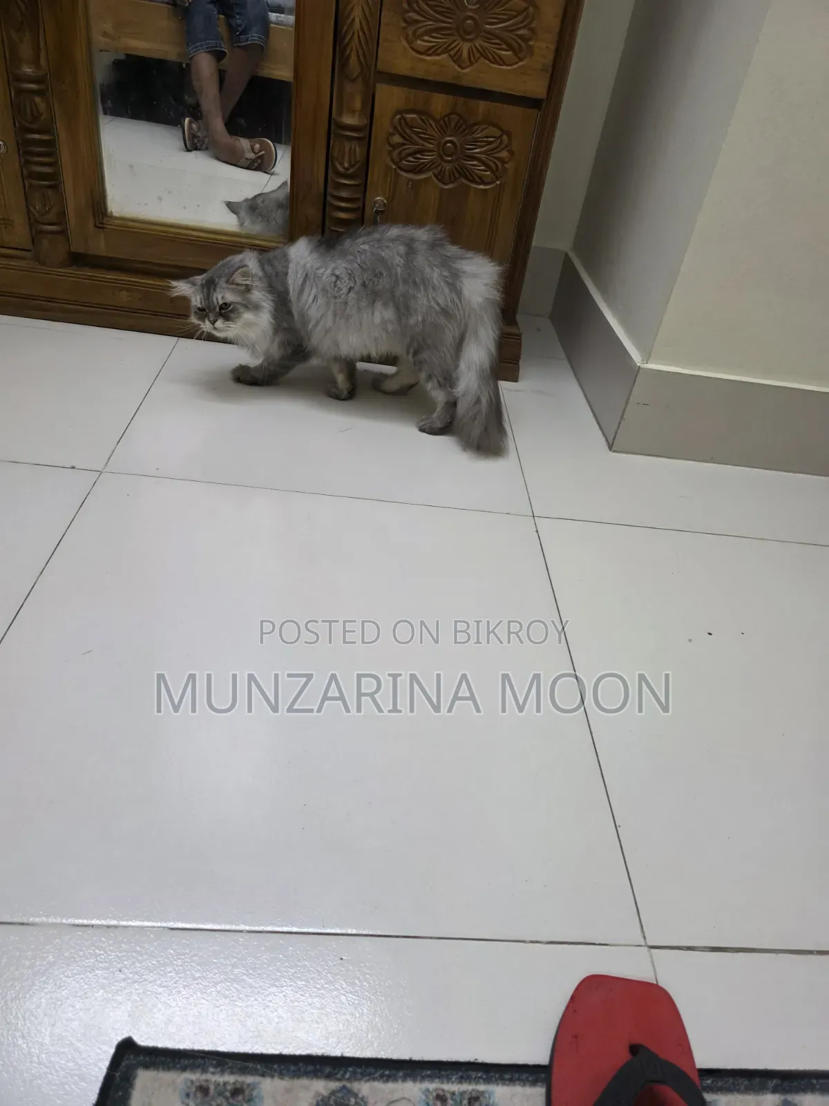 1+ Year Female Purebred Persian