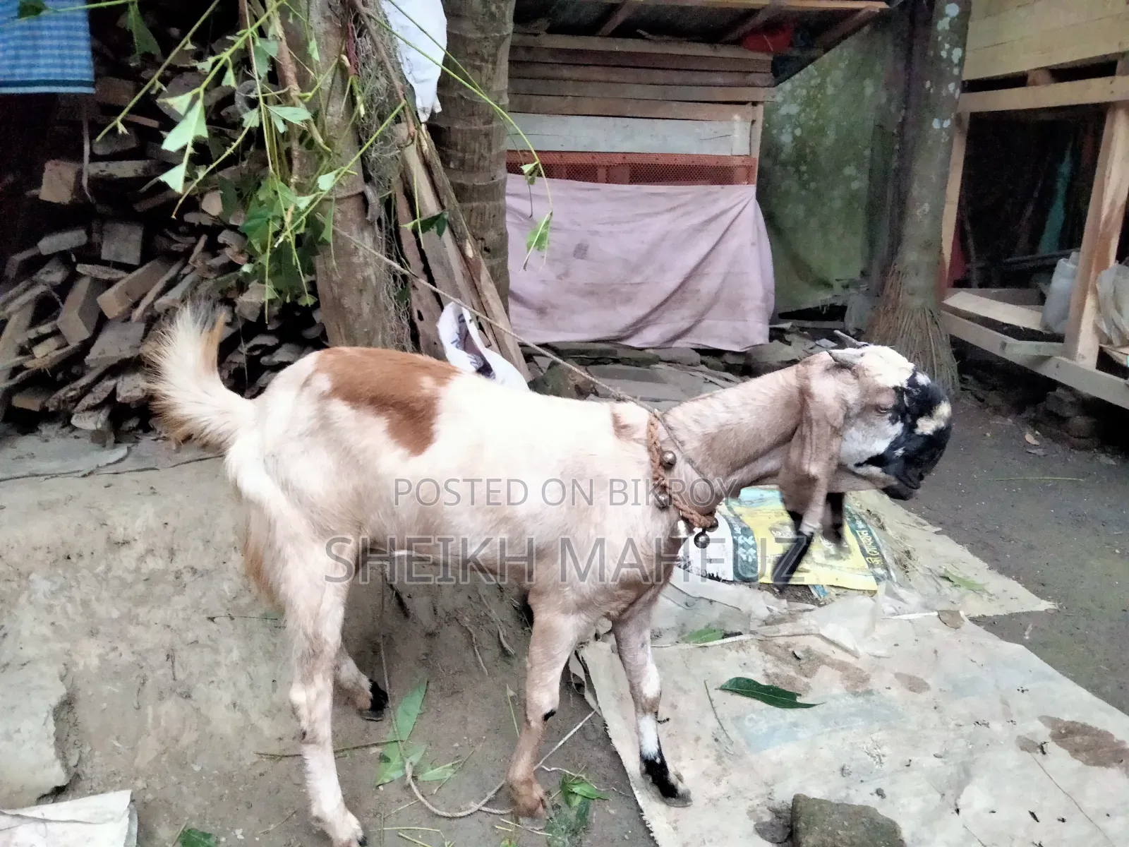তোতা পুরি ছাগল মে ছাগল