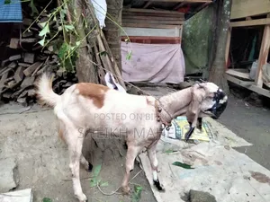 Tota Puri Goat Female Goat