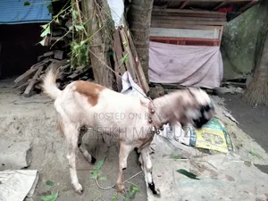 তোতা পুরি ছাগল মে ছাগল