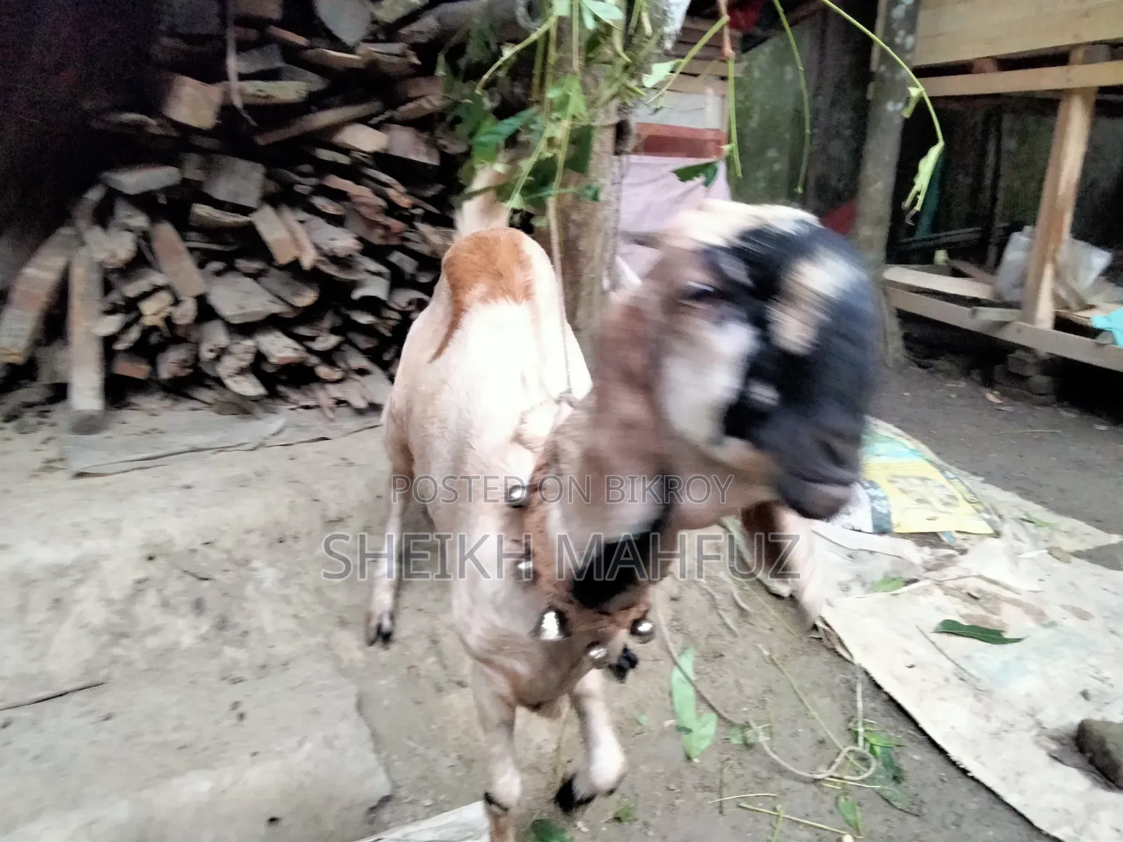 তোতা পুরি ছাগল মে ছাগল