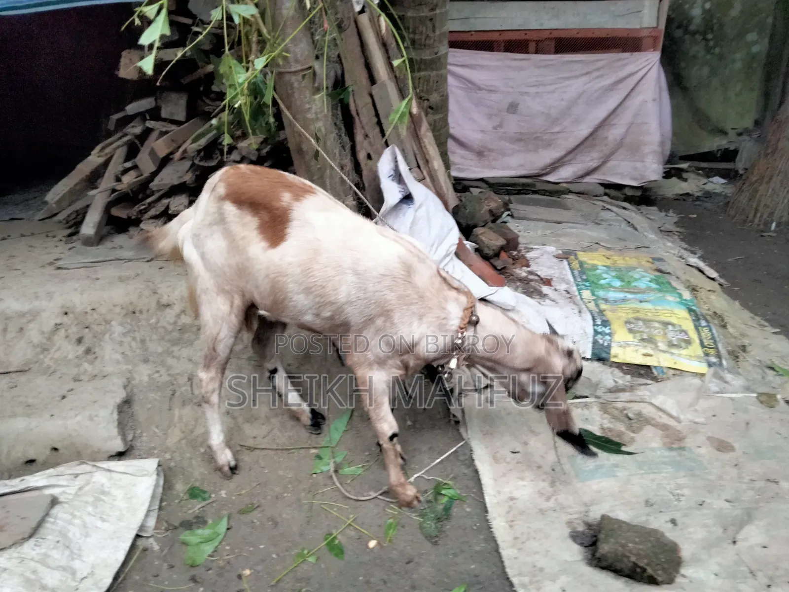 তোতা পুরি ছাগল মে ছাগল