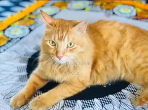 1-3 months Female Mixed Breed Persian