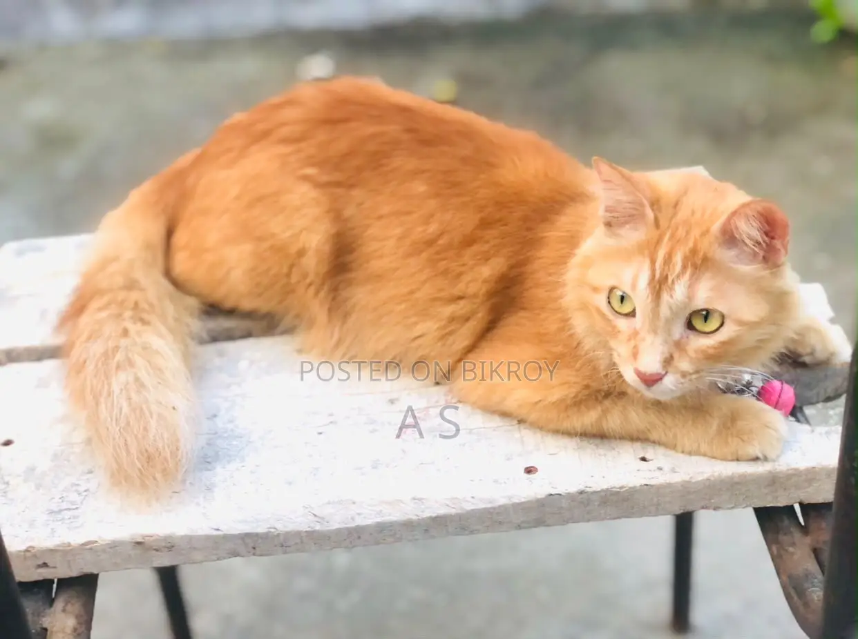 1-3 months Female Mixed Breed Persian