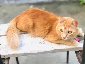 1-3 months Female Mixed Breed Persian