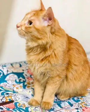 1-3 months Female Mixed Breed Persian