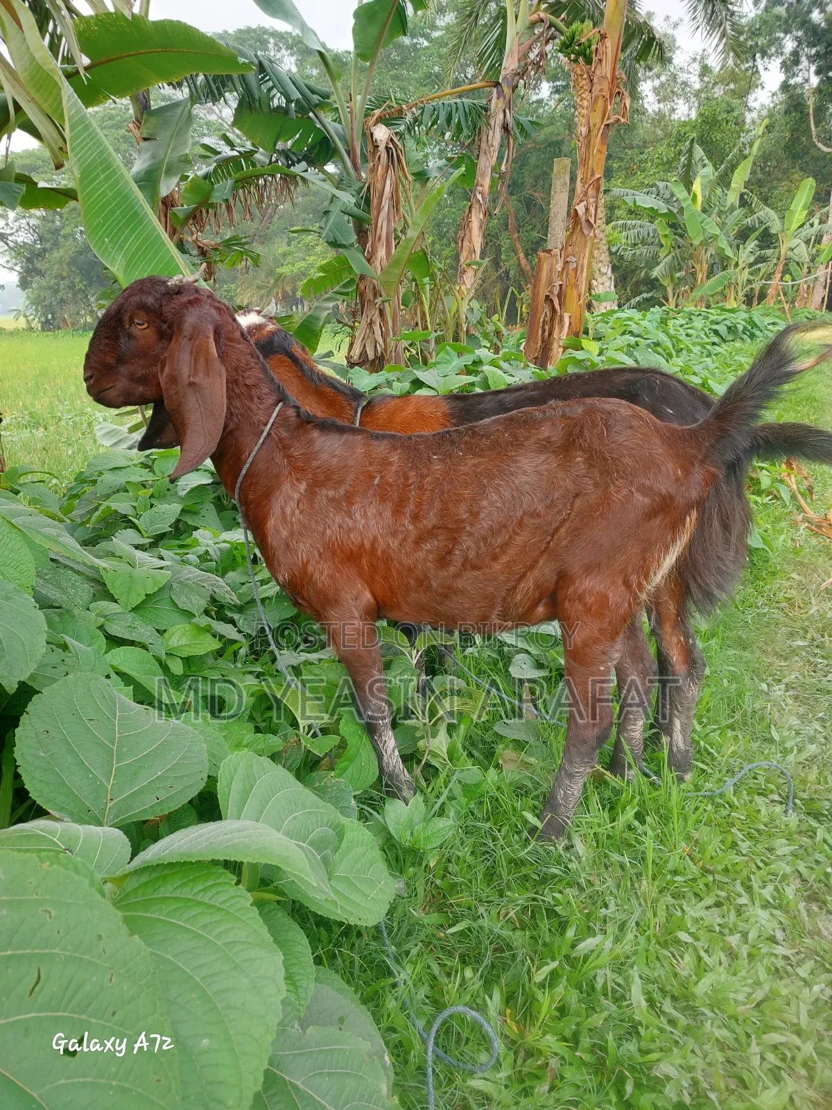 Two Totapuri goats for sale